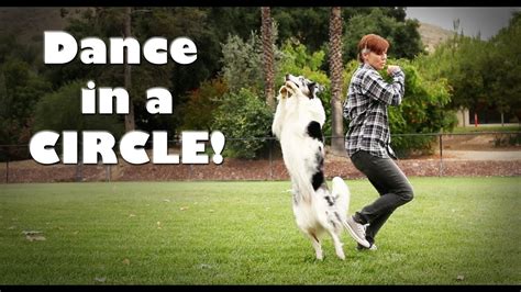 How to Teach a Dog to Dance: A Journey into Canine Dance Education